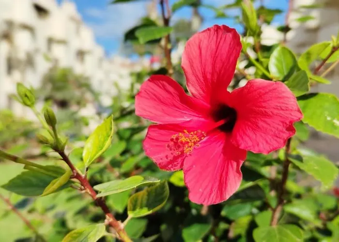 La Felicidad Ii By Costa *